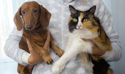 Dogs vs. Cats: Who’s the Real Boss of Your Home?