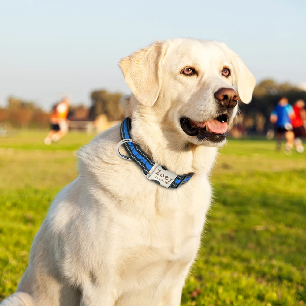 Nylon Dog Collar with Personalized Reflective ID Tag and Nameplate