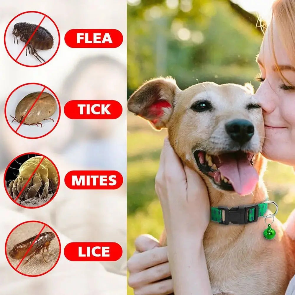 Insecticidal Dog Collar Provides Anti Flea and Tick Repellent Protection What The Fur